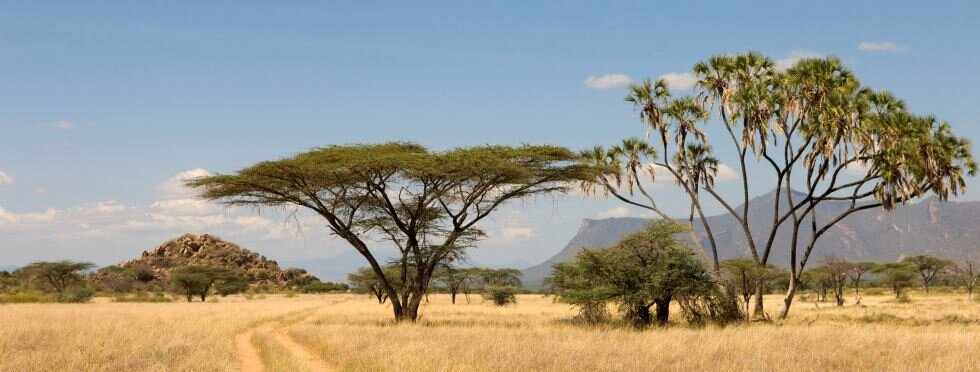 The savannah