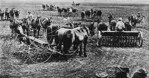 Around 1900 Queensland was a predominantly agricultural state. Here wheat is being planted with horse drawn wheat planters.