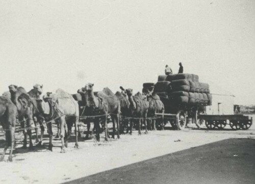 In the arid climate of the South Australian interior camels were used to haul bales of wool.