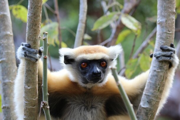 Unique species of Madagascar: Golden crowned safika