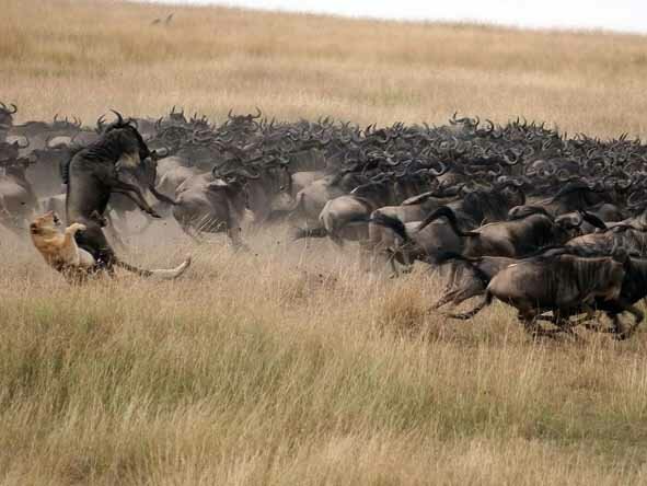 Wildebeest in the Serengeti National Park. The migration of the wildebeest is the largest mammal migration on earth. And without danger....