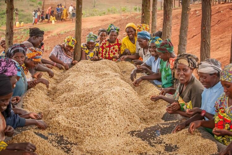 Women sorting dried coffee cherries to select the best quality. Coffee is the leading export product of Rwanda.