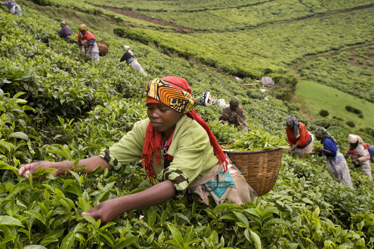 Women harvesting tea. Tea is after coffee the second most important export product.