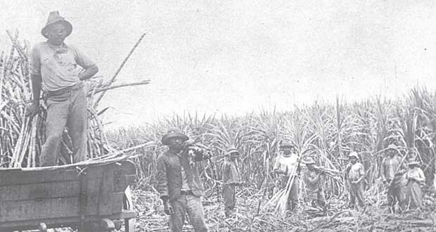 Cane cutters at work - Sugar cane was in the 19th century the only and well into the 20th century the most important source of income for British Guiana.