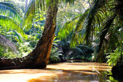 By contrast a large part of Panama is covered by jungle. A jungle that is home to the greatest diversity in species in the Americas.