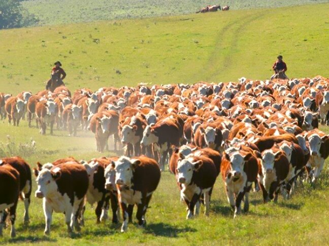 Uruguay is traditionally an agrarian country. Raising livestock has a long tradition. 