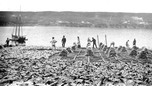 Fishery was for long the most important activity in Newfoundland. Cod was the main catch. Here salted cod is laid out to dry.